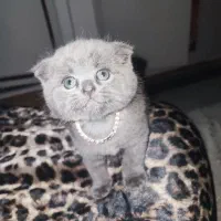 بچه گربه اسکاتیش دبل فولد|گربه|کرج, خرمدشت|دیوار