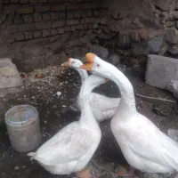 قوغاز بالغ نژاد اصلی