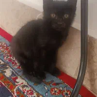 گربه کوچولو رایگان