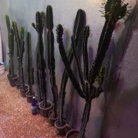 کاکتوس افوربیااینجس