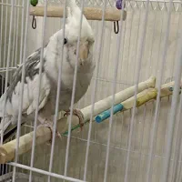 عروس هلندی|پرنده|تهران, اسفندیاری|دیوار