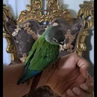 تازه دانخور شده