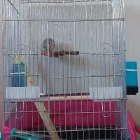 قفس در حد نو