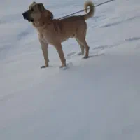 سگ سرابی اصیل|سگ|مهربان, |دیوار