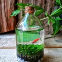 فروش عمده ویال تراریوم چمن آبزی تنگ ماهی قیمت ویژه