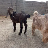 بازغاله|حیوانات مزرعه|کرمانشاه, |دیوار