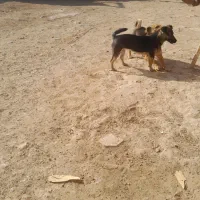 سگ پاکوتاه نر وماده|سگ|شیروان (خراسان), |دیوار