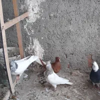 زرد دم سفید|پرنده|شیروان (خراسان), |دیوار