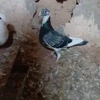کفتر