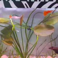 گیاه آکواریوم قاشقی|ماهی|مشهد, تربیت (صدف)|دیوار