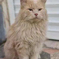 گربه پرشین|گربه|دوگنبدان, |دیوار