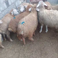 توغلی نروماده|حیوانات مزرعه|انگوت, |دیوار