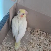 جوجه عروس هلندی|پرنده|شاهینشهر, طالقانی|دیوار