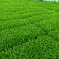 پرورش توم نشا