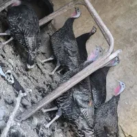 بوقلمون نرو ماده