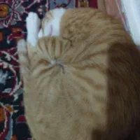 گربه نژاد پرشین. DSH پنج ماهه نر|گربه|محمودآباد, |دیوار