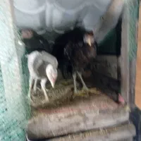 جوجه لاری ۶ماه