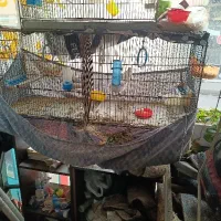 جوجه پران جمع شو