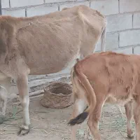 عبودی|حیوانات مزرعه|شادگان, |دیوار