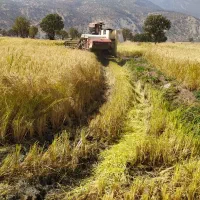 برنج محلی علی کاظمی (طارم )|خوردنی و آشامیدنی|خرمآباد, |دیوار