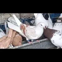 ماده نباتی بی کاکل