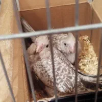 عروس هلندی سرلاکی ایزابلا|پرنده|کرمانشاه, |دیوار