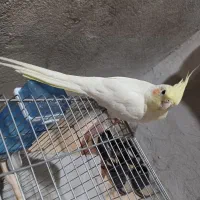 عروس هلندی|پرنده|شیراز, بید زرد|دیوار