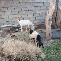 بز سانن