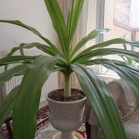 گل سوسن عنکبوتی|گل و گیاه طبیعی|اردکان, |دیوار