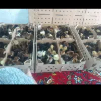 جوجه رنگی گلپایگان بوقلمون اوردک|حیوانات مزرعه|چابهار, |دیوار