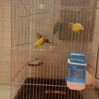 طوطی برزیلی|پرنده|گلستان (تهران), |دیوار