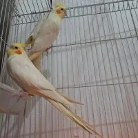 عروس هلندی