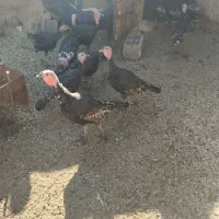 تعداد 18عدد بوقلمون برنزه