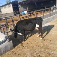 شنگول شکم اول|حیوانات مزرعه|مسجد سلیمان, |دیوار