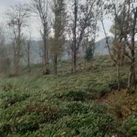 ۷۵۰۰متر باغ چای بهمراه کلبه داخل باغ|فروش زمین و ملک کلنگی|املش, |دیوار