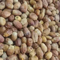 خرما زاهدی تازه