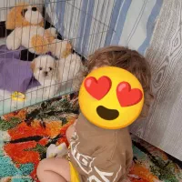 سگ مینیاتوری