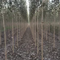 فروش فوری نهـال ســیب قرمز باردهــی تضمــینی|خدمات باغبانی و درختکاری|خمین, |دیوار