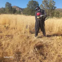دروگر گندم با دستگاه دوشی