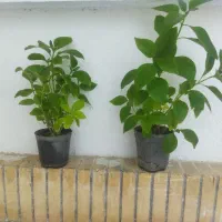 گلدان