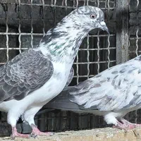 کبوتر قاره و قوچی درجه یک|پرنده|قائمشهر, |دیوار