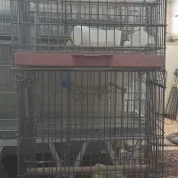 قفس|لوازم جانبی حیوانات|ساوه, |دیوار