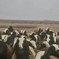 گوسفند اصیل شال|حیوانات مزرعه|اصفهان, دانشگاه اصفهان|دیوار