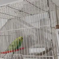 سه جفت مرغ.عشق  اسپانگل