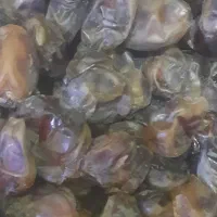 خرمای گنطار
