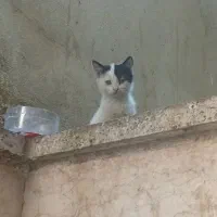 ۶ قلاده گربه سفید