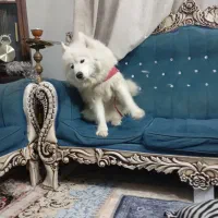 سگ نژاد سامویید ۲ ساله