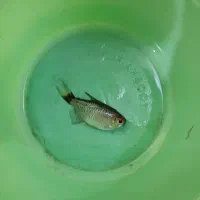 ماهی آکواریوم سالم وبدون مریضی