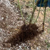 نهال دوساله گل محمدی نژاد کاشان پر بار عطری|گل و گیاه طبیعی|شیراز, شهرک جماران|دیوار