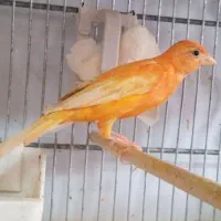 قناری سرخ رنگ طبیعی